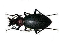Carabus jankowskii benxiensis