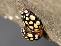 Sospita vigintiguttata