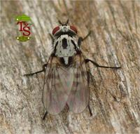 Anthomyia procellaris
