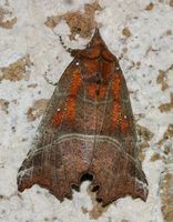 Scoliopteryx libatrix - The Herald