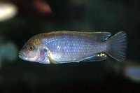 Melanochromis perspicax, : aquarium