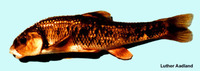 Campostoma oligolepis, Largescale stoneroller: