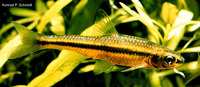 Notropis heterodon, Blackchin shiner: