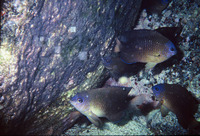 Stegastes fuscus, Brazilian damsel: