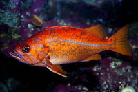 Sebastes pinniger, Canary rockfish: fisheries, gamefish, aquarium