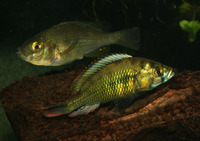 Haplochromis erythromaculatus, :