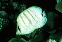 Chaetodon multicinctus, Pebbled butterflyfish: aquarium