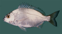 Crenidens crenidens, Karenteen seabream: fisheries, bait