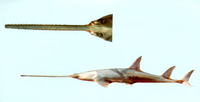 Anoxypristis cuspidata, Knifetooth sawfish: fisheries, gamefish