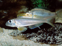 Xenotilapia flavipinnis, Yellow Sand Cichlid: aquarium
