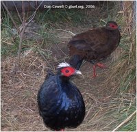 Edward's Pheasant Lophura edwardsi