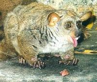 Image of: Galago senegalensis (Senegal galago)