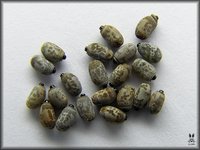 Medauroidea extradentata