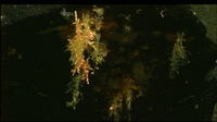 Lophelia pertusa