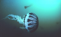 Pelagia panopyra - Purple-striped jellyfish