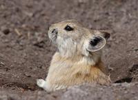 Image of: Ochotona curzoniae (black-lipped pika)