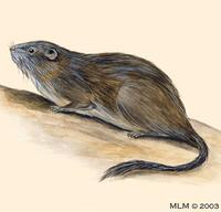 Image of: Petromus typicus (dassie rat)