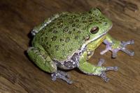 Image of: Hyla gratiosa (barking treefrog)