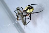 Image of: Argiope aurantia (black-and-yellow argiope), Melanoplus femurrubrum (redlegged grassho...