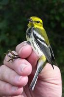 Image of: Dendroica virens (black-throated green warbler)