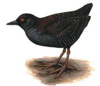Image of: Laterallus jamaicensis (black rail)