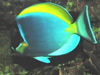 Acanthurus leucosternon - Powder Blue Tang