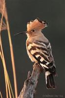 Image of: Upupa epops (Eurasian hoopoe)