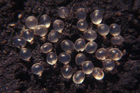 Image of: Mollusca (mollusks)