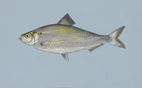 Image of: Alosa pseudoharengus (alewife)