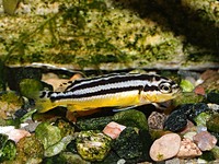 Melanochromis auratus - Golden Cichlid