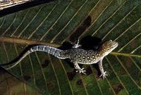 Image of: Gymnodactylus geckoides