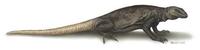 Image of: Sauromalus obesus