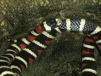 Lampropeltis pyromelana - Sonoran Mountain Kingsnakes