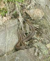 Vipera berus - Adder