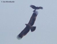 Tawny Eagle - Aquila rapax