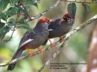 Chestnut-capped Laughingthrush - Garrulax mitratus