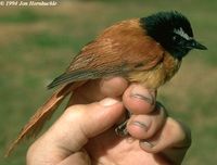 Black-and-cinnamon Fantail - Rhipidura nigrocinnamomea