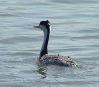 Clark's Grebe - Aechmophorus clarkii