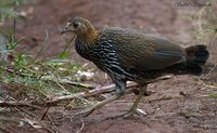 Gray Junglefowl - Gallus sonneratii