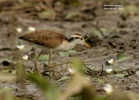 Northern Jacana - Jacana spinosa