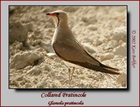 Collared Pratincole - Glareola pratincola