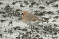 Lesser Sandplover - Charadrius mongolus