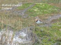 Rufous-chested Dotterel - Charadrius modestus