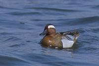 Garganey (Anas querquedula) photo