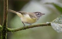 Brown-capped Vireo (Vireo leucophrys) photo
