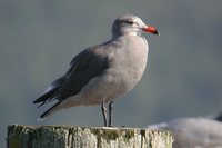 Heermann's Gull - Larus heermanni