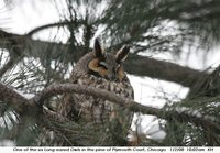 Northern Long-eared Owl - Asio otus