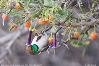 Andean Hillstar - Oreotrochilus estella