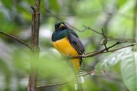 Black-throated Trogon - Trogon rufus