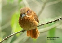 White-whiskered Puffbird - Malacoptila panamensis